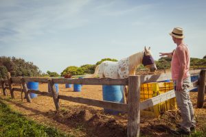 Man stroking white horse at the ranch